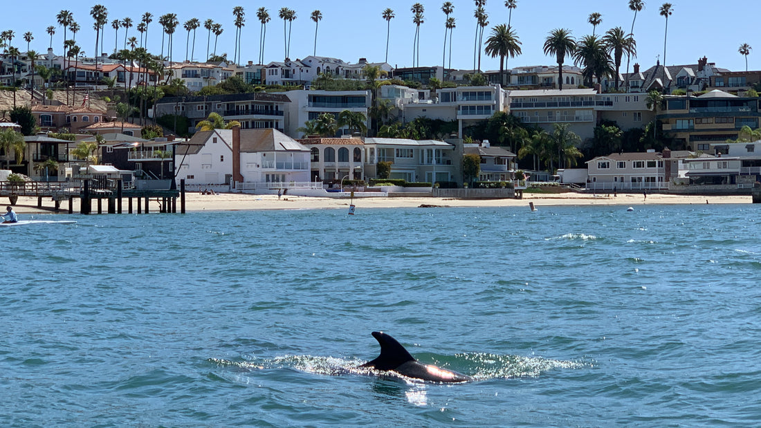 Dolphin in California water